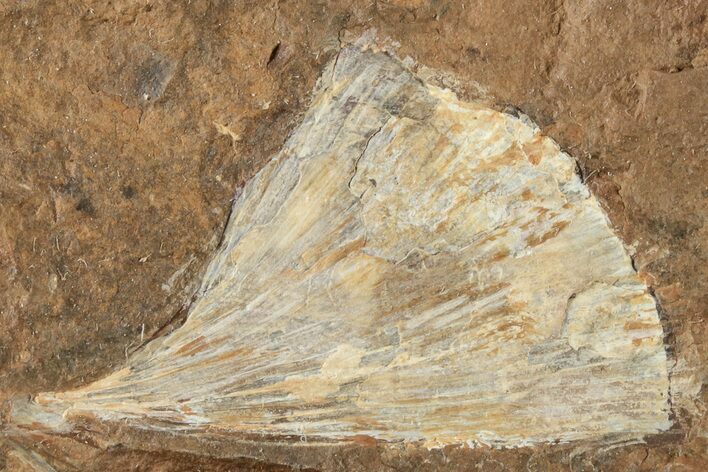 Fossil Ginkgo Leaf From North Dakota - Paleocene #201205